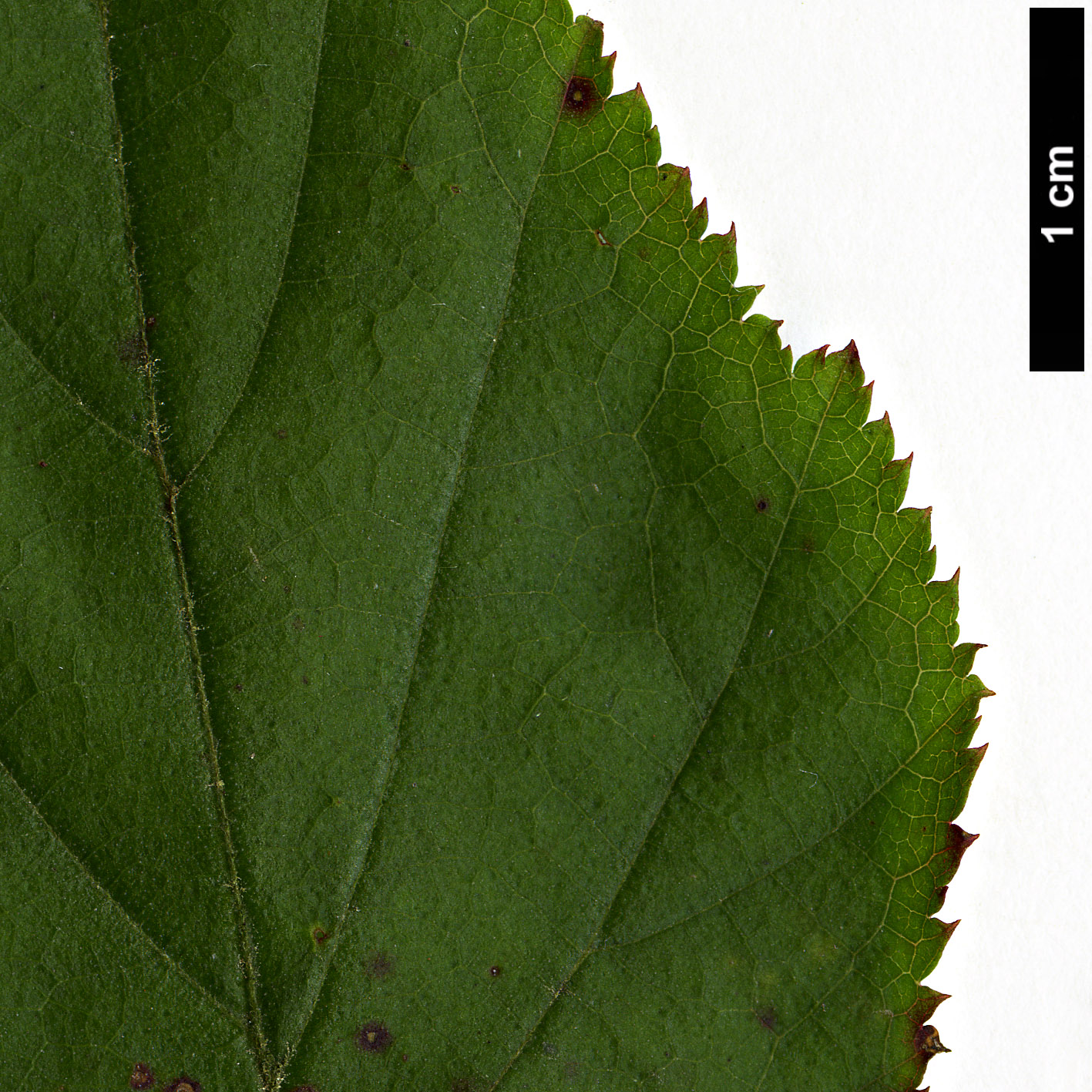 High resolution image: Family: Rosaceae - Genus: Rubus - Taxon: lambertianus - SpeciesSub: var. morii High resolution image: Family: Rosaceae - Genus: Rubus - Taxon: lambertianus - SpeciesSub: var. morii
